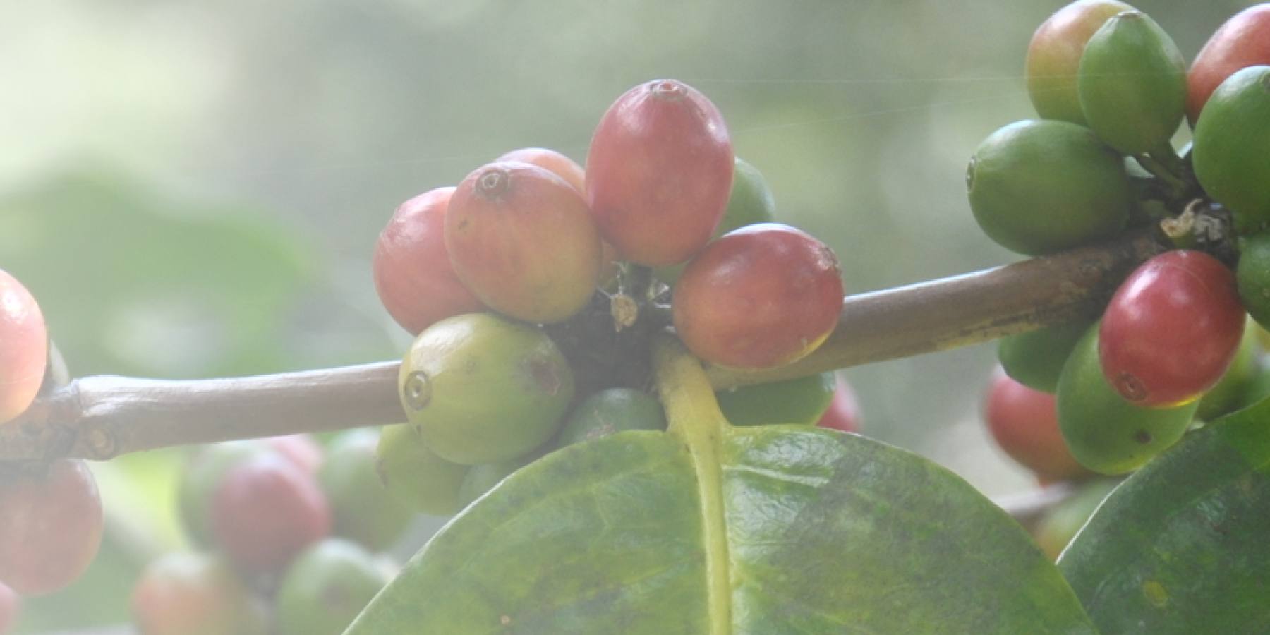 Curve Coffees