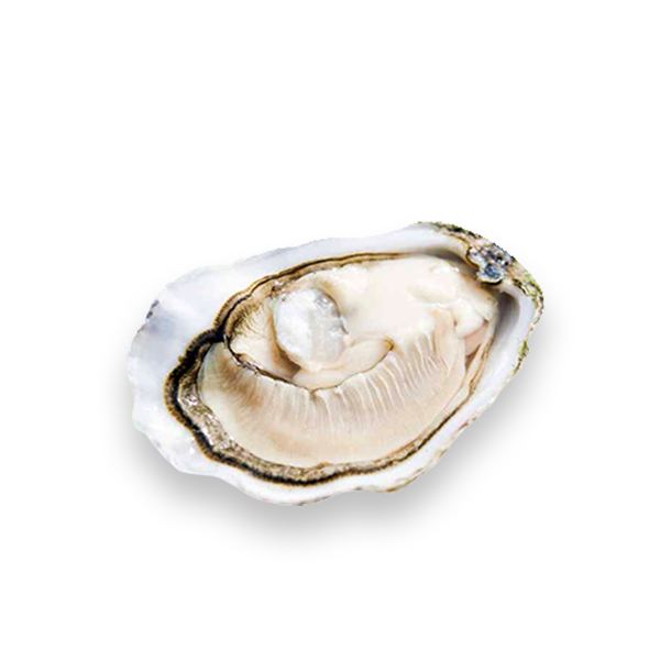 Live Ireland Oysters (Huitres D'Irlande) 1