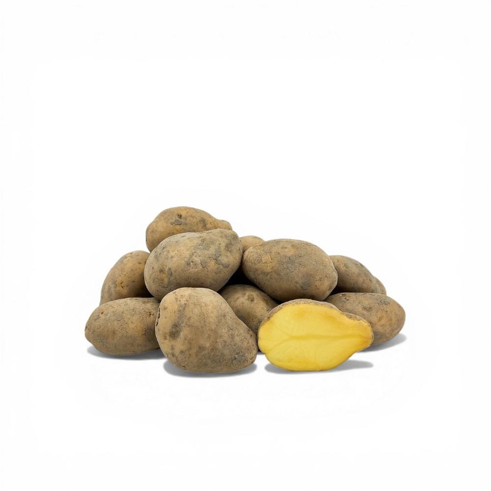 New Agria Washed Potato from Holland 1