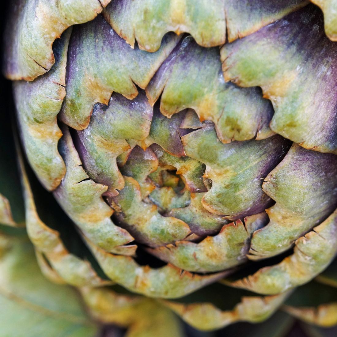 Big Artichokes from France thumbnail 2