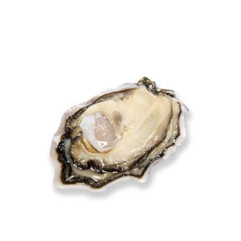 Live French Speciales Geay Oysters