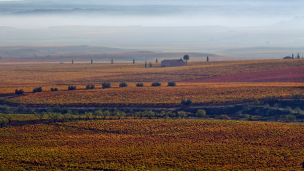SPAIN’S REBEL WINEMAKERS: OLD VINES, WILD TERRAIN, AND THE QUIET REVOLT IN YOUR GLASS