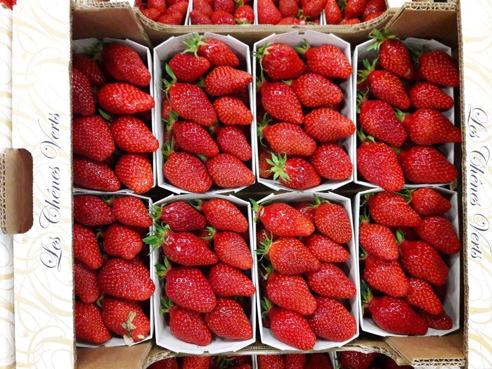Fresh Gariguette Strawberries from France 1