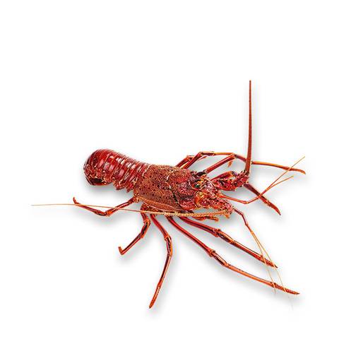 Live Brolos Western Rock Lobster