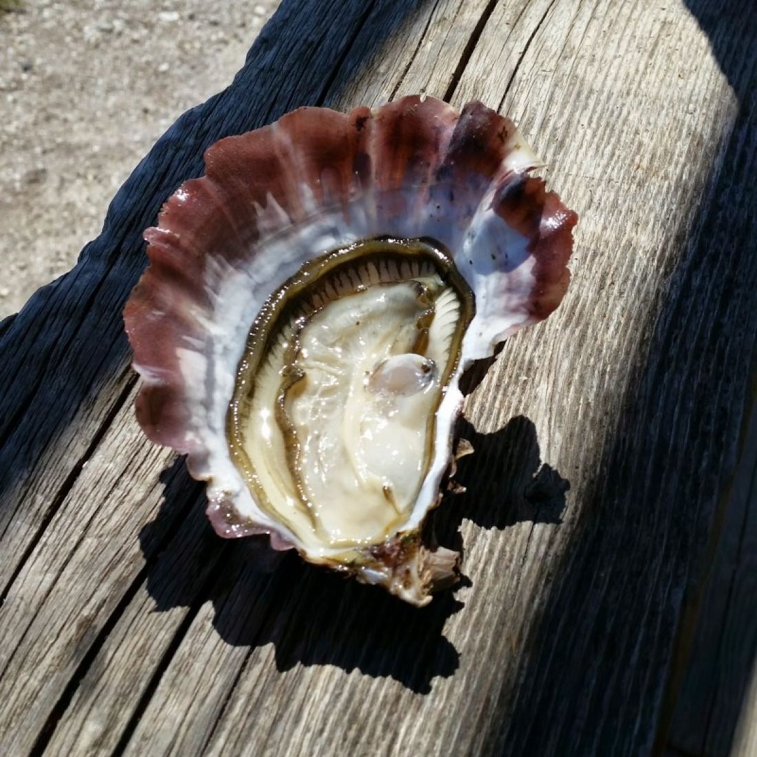 Air-flown Live Tarbouriech Pink Oysters Speciale thumbnail 5