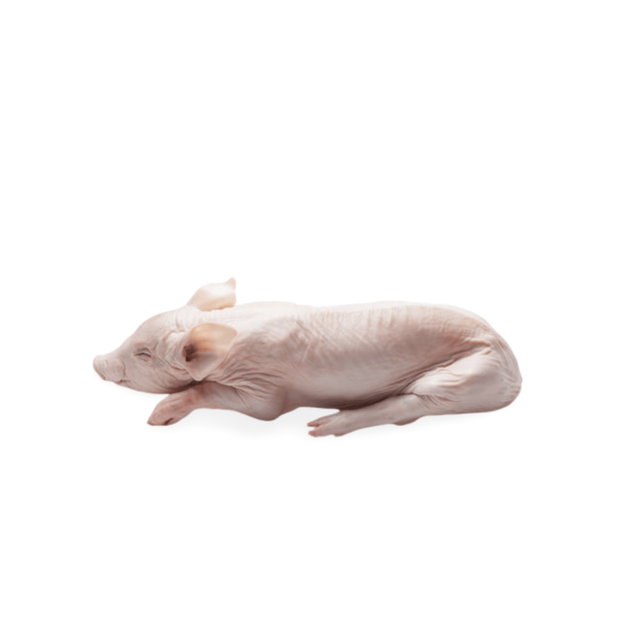 Segonillo Frozen Suckling Pig Carcass