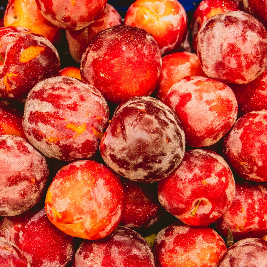 Fresh Yellow and Red Plums (Prunes from France) thumbnail 4