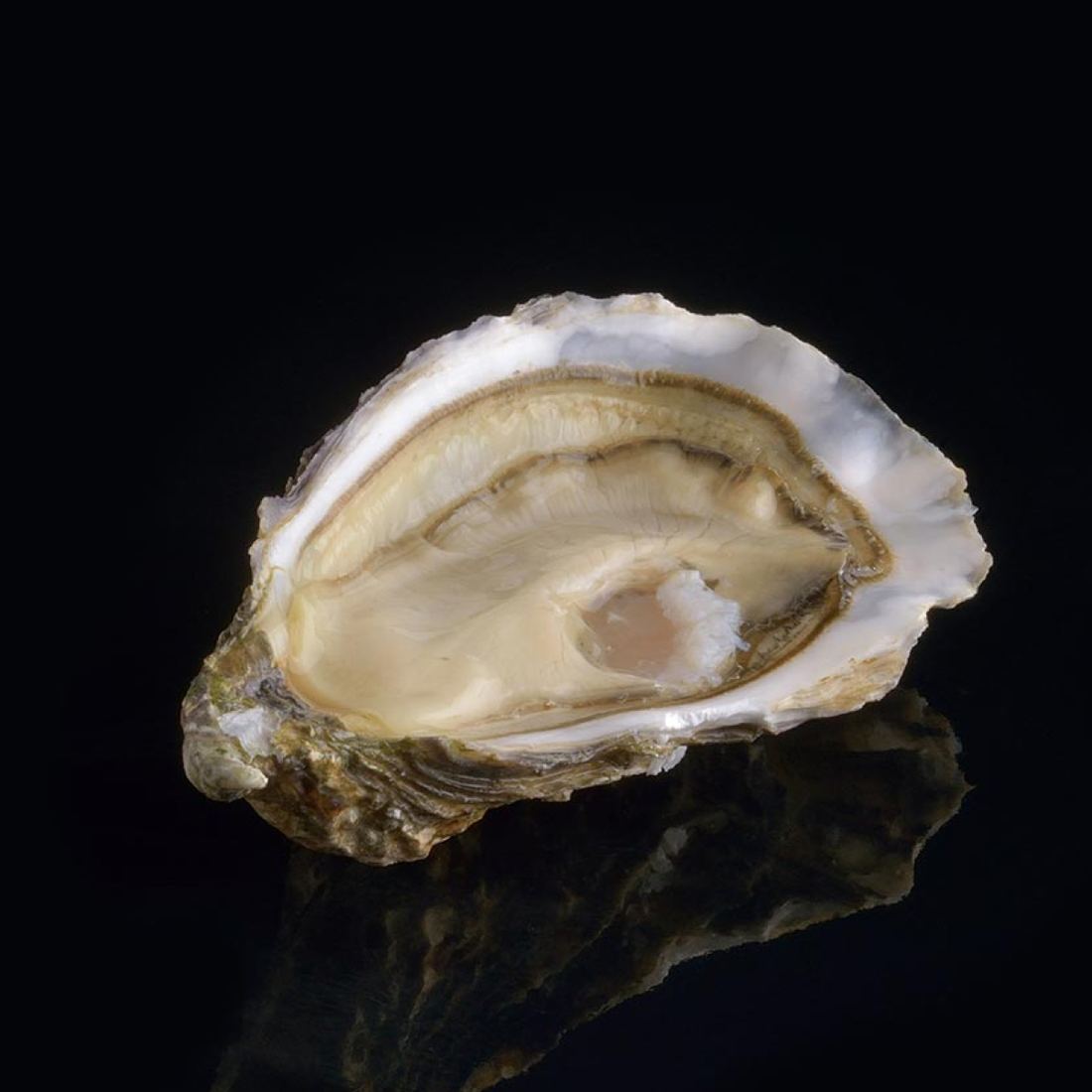 Air-flown Live Fine De Ronce Oysters by David Hervé thumbnail 2