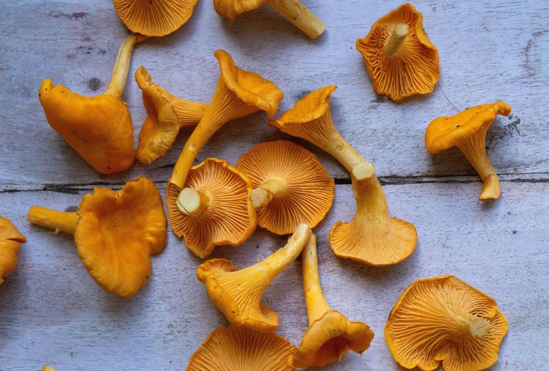Fresh Chanterelles from France 1