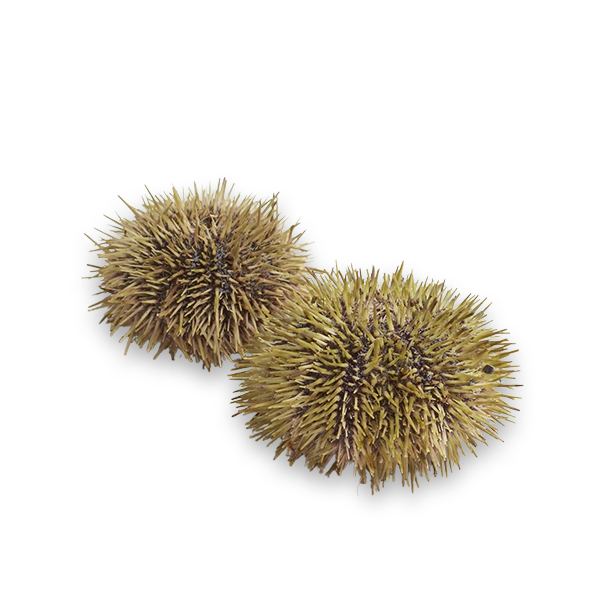 Fresh Green Sea Urchin from Iceland 1