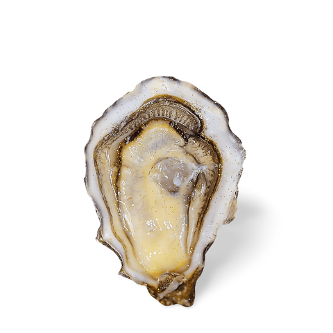 Huitres Ostra Regal