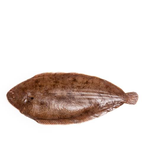 Fresh Dover Sole From France