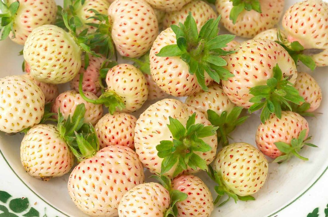 Beekers Berries Pineberries ( White Strawberries ) thumbnail 4