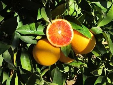 Fresh Tarocco Blood Oranges thumbnail 2