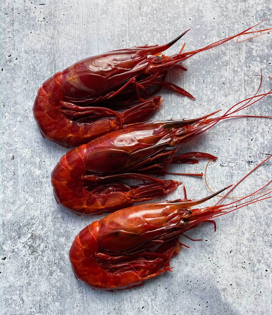 Frozen Carabineros Prawns from Spain 1