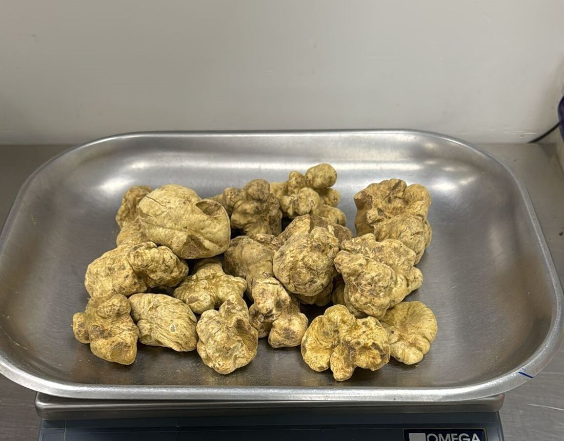 Fresh White Truffles from Alba thumbnail 3