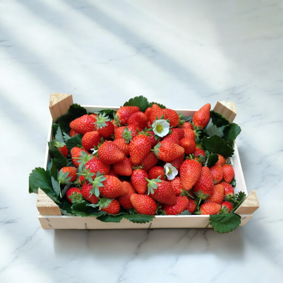 Mariguette Strawberries from France 1