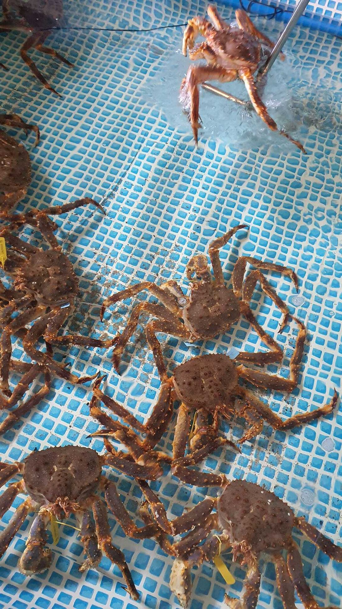 Alaskan King Crab 1