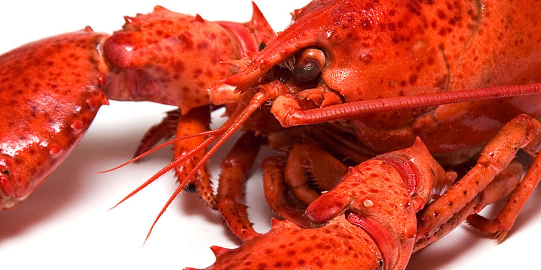 Buy Fresh Lobster Online