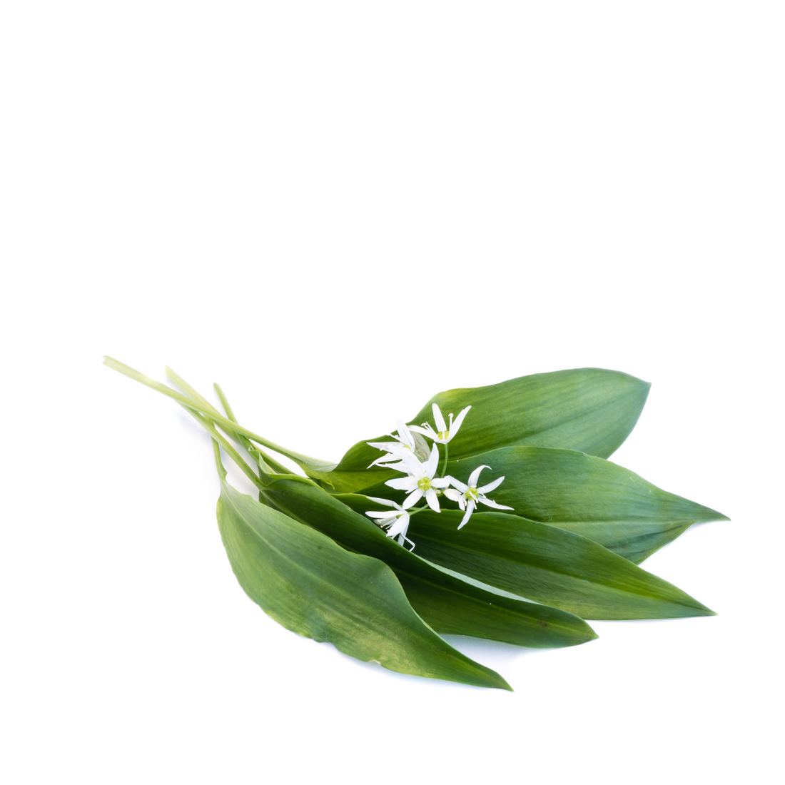 Ail des Ours (Wild Garlic or Bear's Garlic) 1