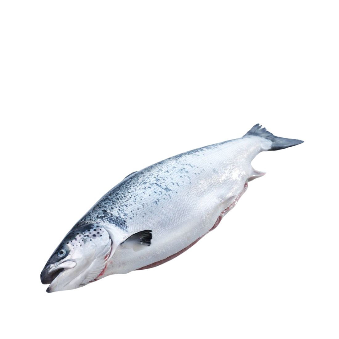 Norwegian Salmon (Frozen) 1