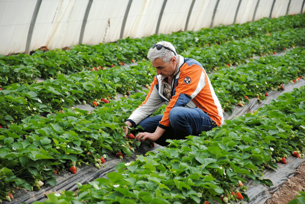 Fresh Gariguette Strawberries from France thumbnail 2
