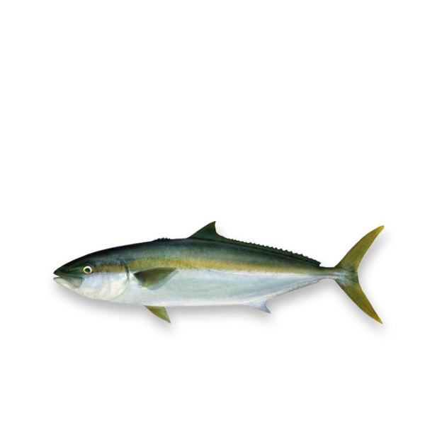 Hiramasa Yellowtail Kingfish (Frozen) 1