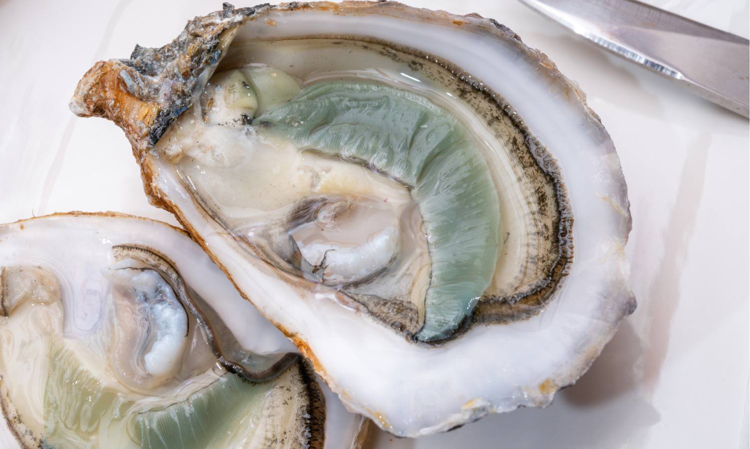 French Fine de Claire Vertes Oysters from Geay which have bagged the silver accolade at the French Agricultural Contest, “Medalle D’Argent Paris.”