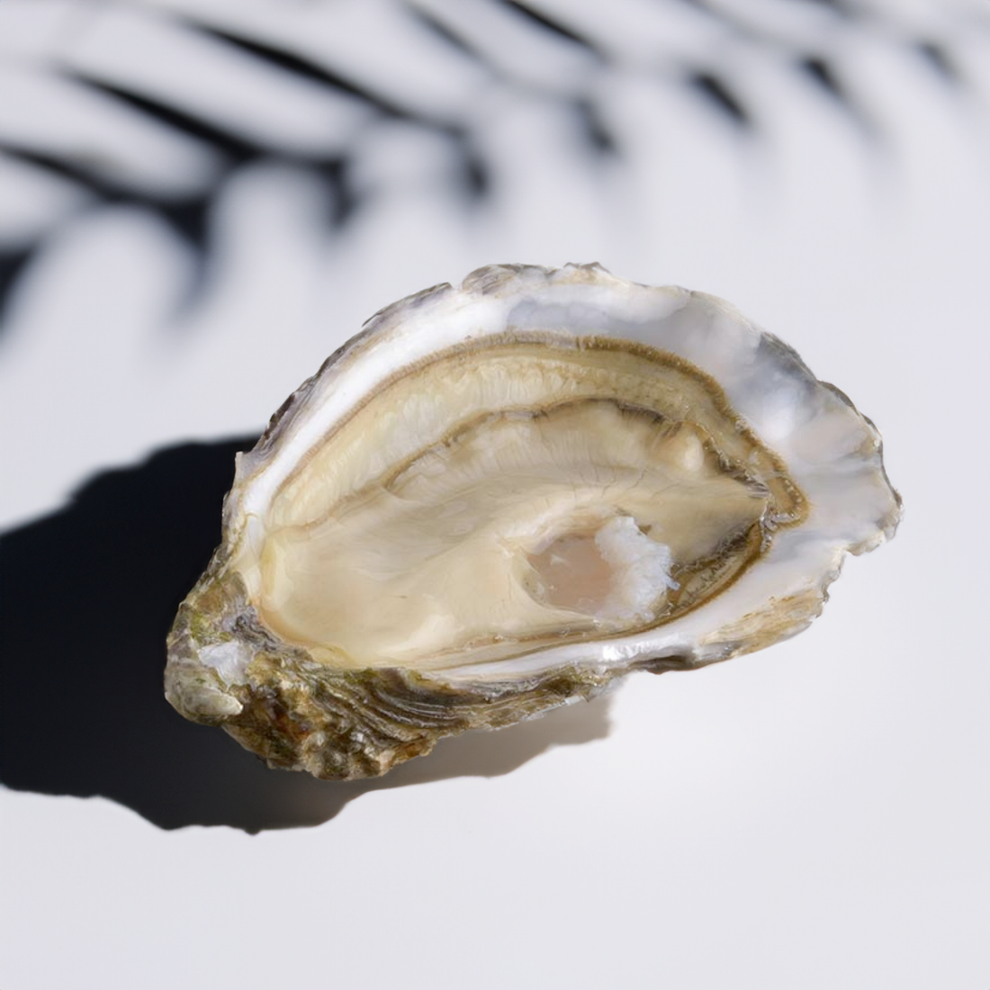 Air-flown Live Fine De Ronce Oysters by David Hervé 1