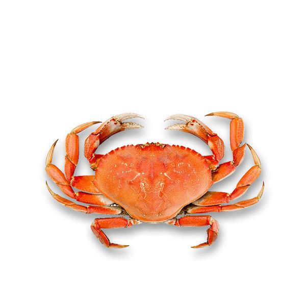 Live Dungeness Crab 1