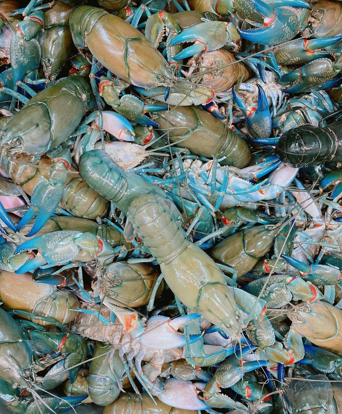 Live Australian Crayfish 1