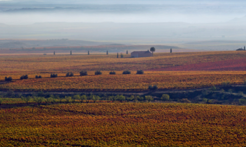 SPAIN’S REBEL WINEMAKERS: OLD VINES, WILD TERRAIN, AND THE QUIET REVOLT IN YOUR GLASS
