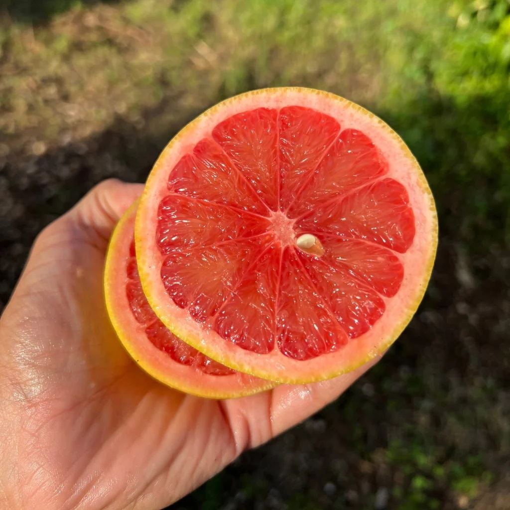 Pink Grapefruit (Israel) thumbnail 2