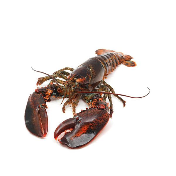 Live Maine Lobsters 1