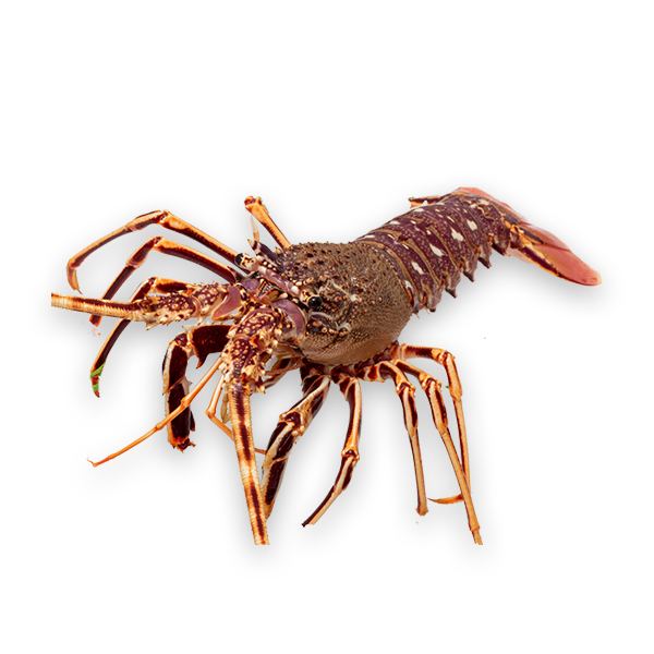 Fresh Spiny Lobster (Langouste Rouge Royale from France) 1