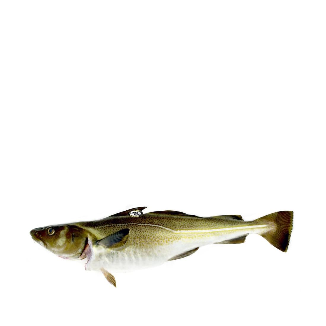 Air-flown Fresh Line Caught Norwegian Skrei Cod 1