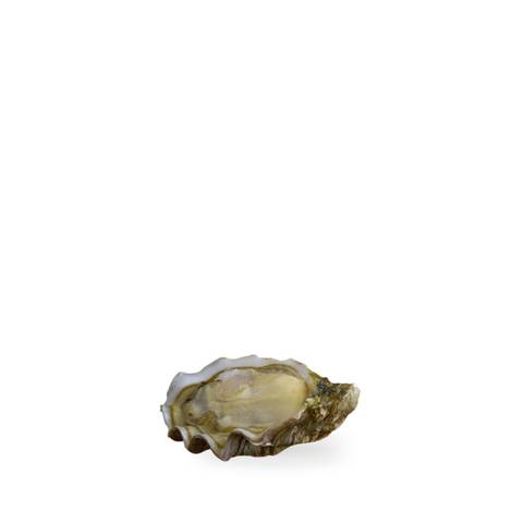 Air-flown Live French Boudeuse Oysters by David Hervé