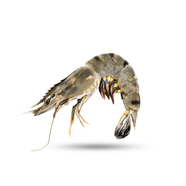 Black Tiger Prawns (Frozen) 1