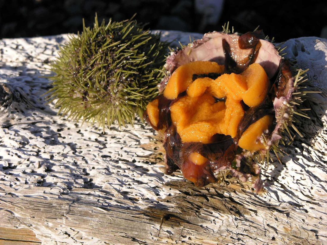 Fresh Green Sea Urchin from Iceland thumbnail 2