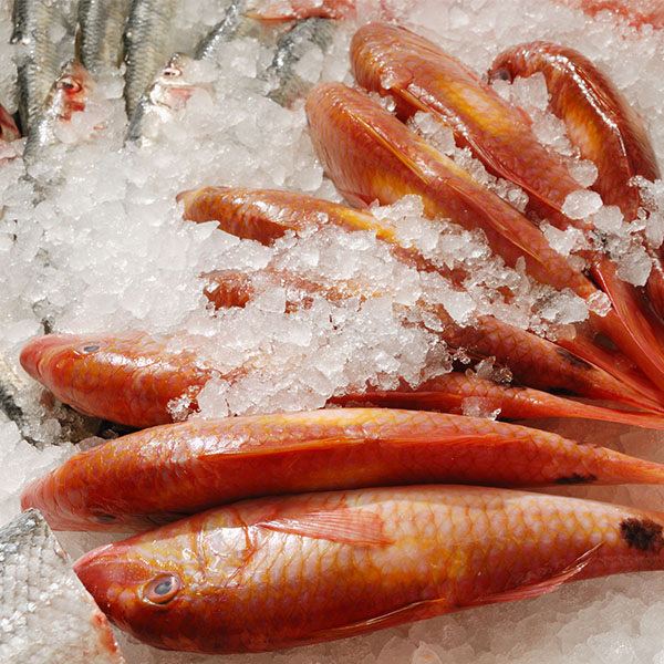 Fresh Red Mullet / Rouget Barbet from France thumbnail 2