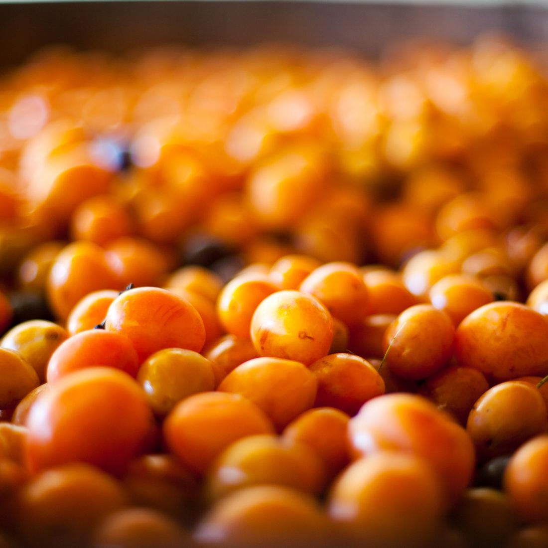 Fresh Yellow and Red Plums (Prunes from France) thumbnail 5
