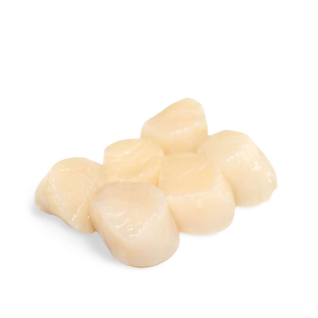 Fresh Nama Hotate (Tennen Wild Scallops) 1