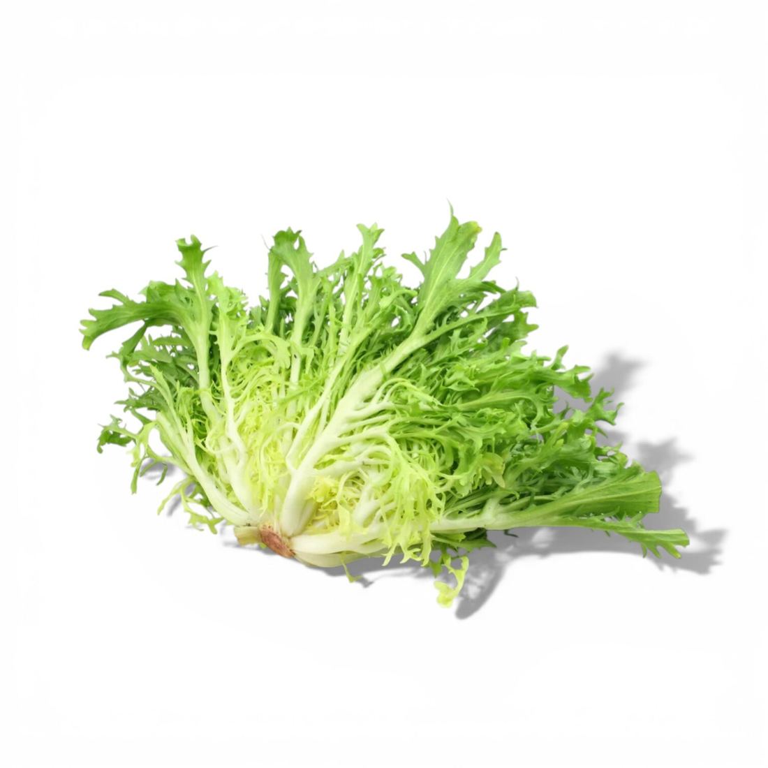 French Frisee Lettuce 1