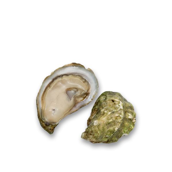 Live Kumamoto Oysters 1