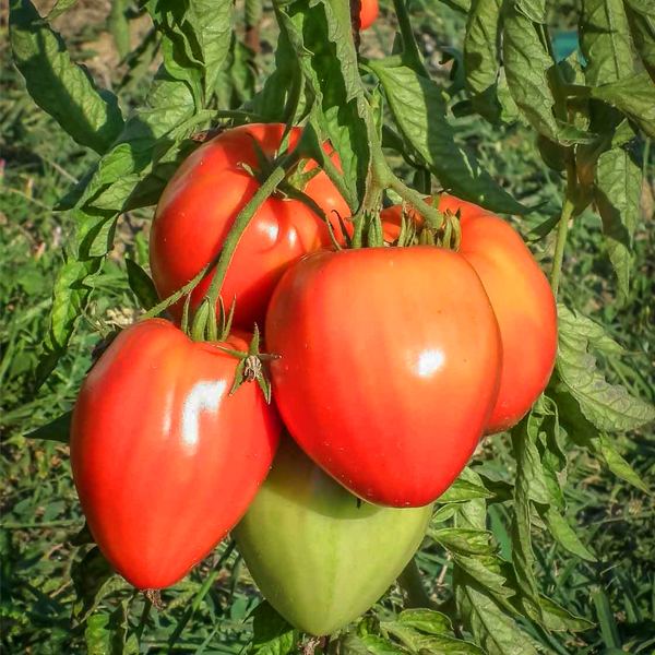 Fresh Beefsteak Tomatoes (Coeur de Beuf) from France thumbnail 2