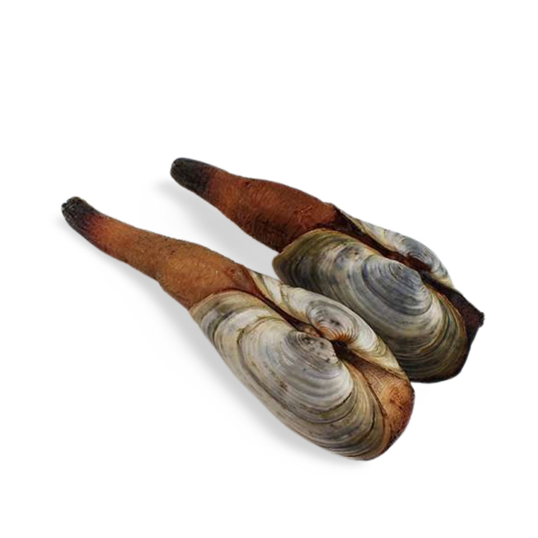 Hon Mirugai (Black Geoduck) from Hokkaido 1