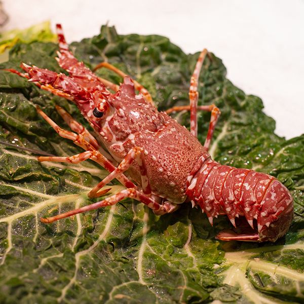 Fresh Spiny Lobster (Langouste Rouge Royale from France) thumbnail 2