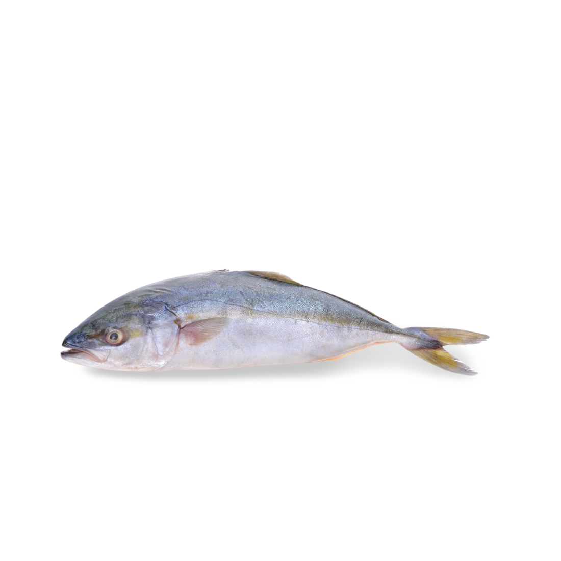 Kurose Buri (Yellowtail Hamachi Sashimi Grade) from Miyazaki 1