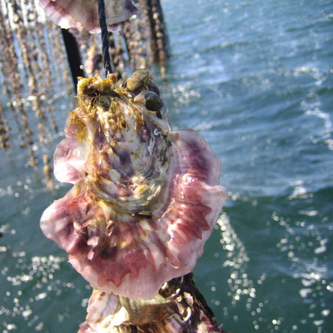 Air-flown Live Tarbouriech Pink Oysters Speciale thumbnail 6
