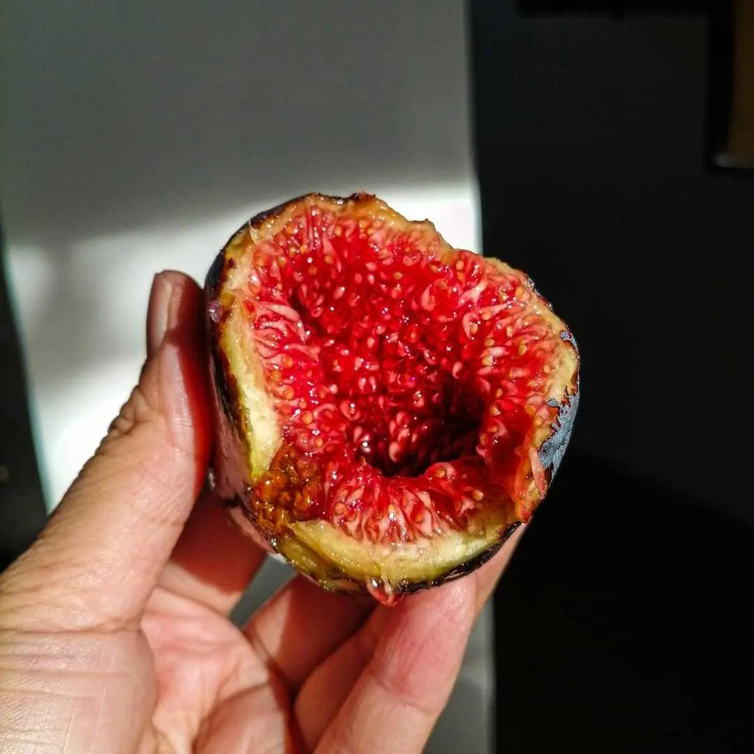 Fresh Solliès-Pont Figs from France 1